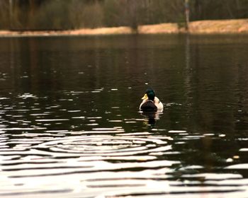 Ducks swimming in lake