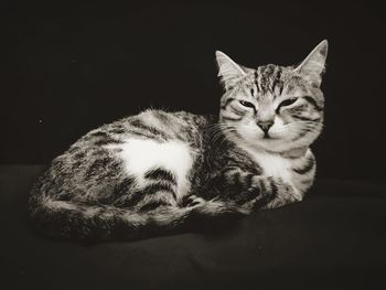 Close-up portrait of cat resting on floor