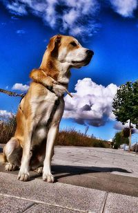 Silhouette of dog against blue sky