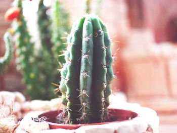 Close-up of prickly pear cactus