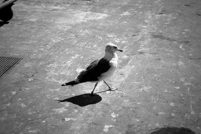 Close-up of bird