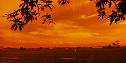 Silhouette trees on field against orange sky
