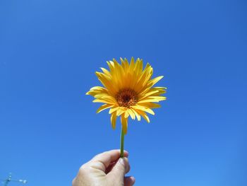 Hand holding yellow flower against clear blue sky