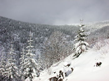 Snow covered land and trees against sky