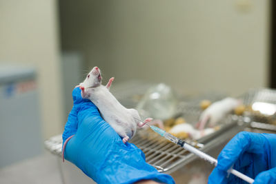 Close-up of a rat lab on hand