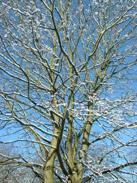 Low angle view of bare trees against clear sky