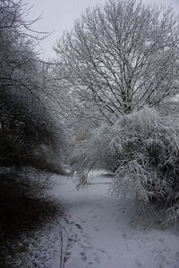 Bare trees on snow covered landscape