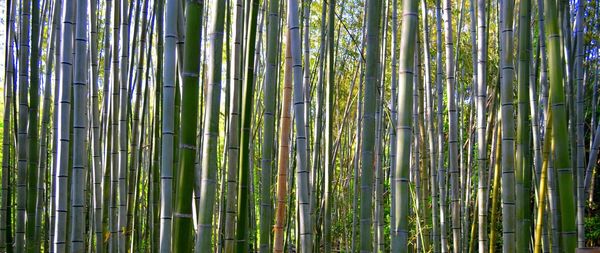 Full frame shot of tree trunk in forest