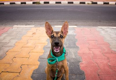 Portrait of dog sitting on street