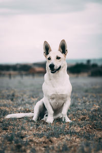 Portrait of a dog