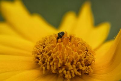 Close-up of bee pollinating on flower