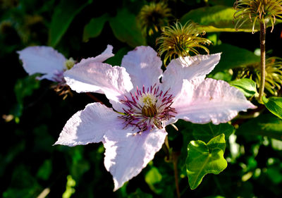 Close-up of white flower
