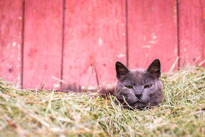 Close-up portrait of black cat on grass