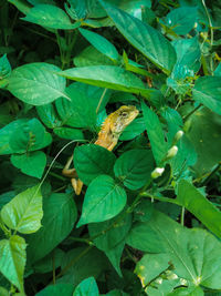 High angle view of insect on leaves