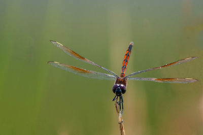 Close-up of dragonfly on plant