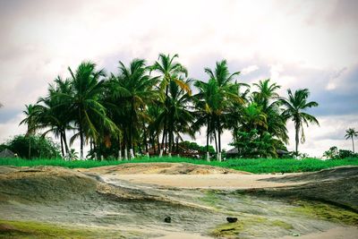 Scenic view of palm trees on beach against sky