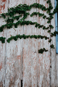 Close-up of ivy growing on old wall