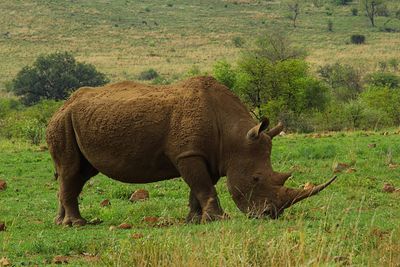 White rhino in african bush 