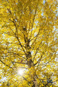 Low angle view of yellow tree in autumn