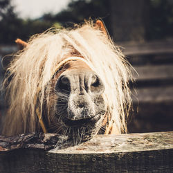 Close-up view of horse head