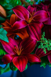 Close-up of red flowering plant