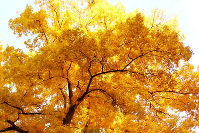 Close-up of tree against sky