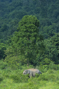 View of sheep in forest