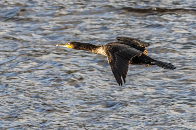 Bird flying over lake