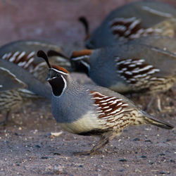 Close-up of birds perching outdoors