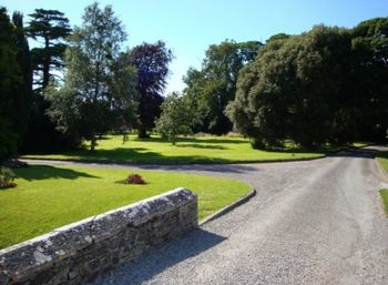 Empty road passing through forest