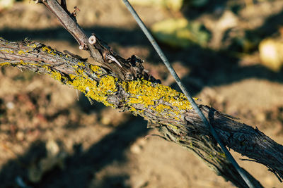 Close-up of lizard on tree