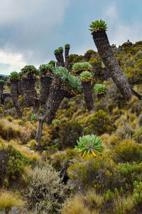 Giant groundsels and giant lobelia at horombo hut, mount kilimanjaro national park, tanzania