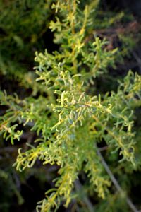 Close-up of fern