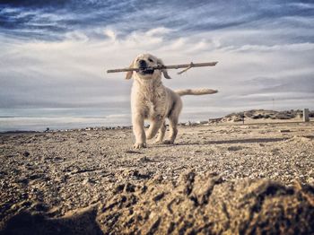 Dog against cloudy sky