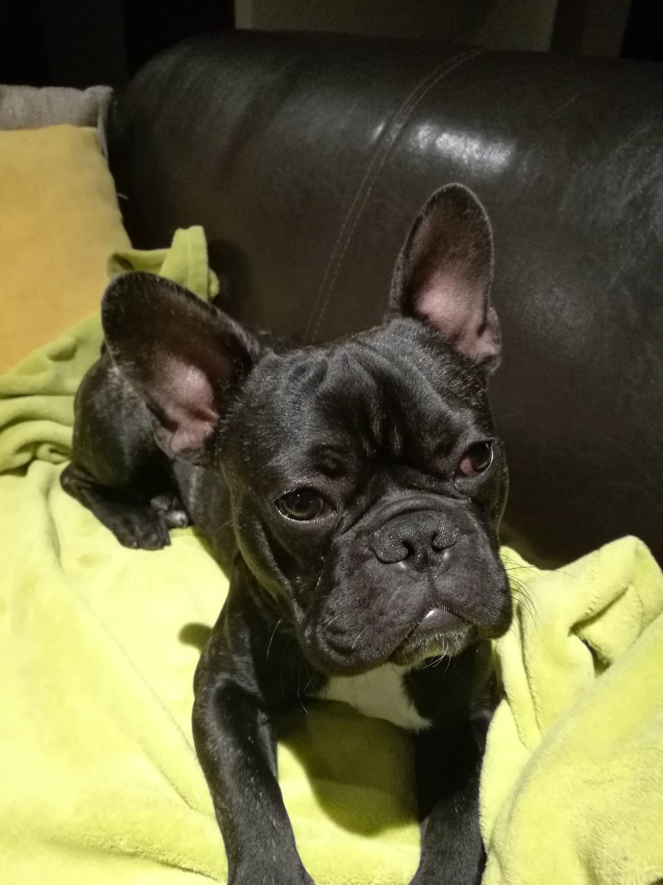 CLOSE-UP PORTRAIT OF DOG ON BLANKET