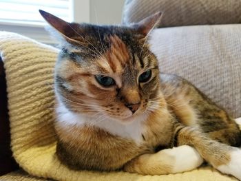 Close-up portrait of cat on sofa at home