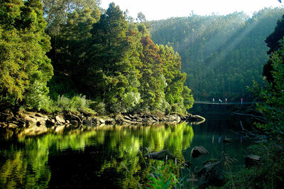 Scenic view of lake by trees in forest