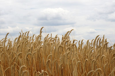 Wheat field against sky