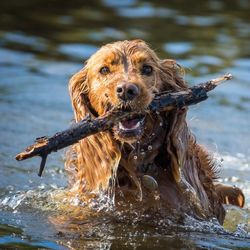 Portrait of wet dog in lake