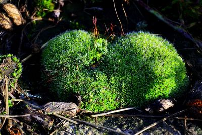 High angle view of succulent plant on field