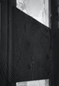 Close-up of spider web