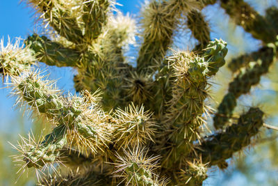 Low angle view of plants against sky