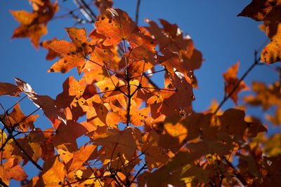 Low angle view of autumnal leaves against sky