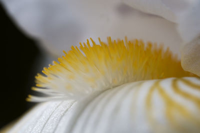 Close up of leaf