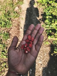 High angle view of hand holding berries