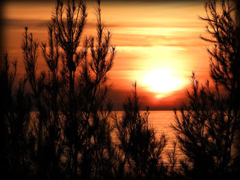 Silhouette trees against sky during sunset