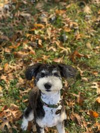 Portrait of dog on field