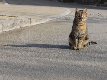 Portrait of cat on footpath