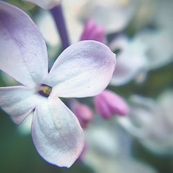 Close-up of pink flowers blooming outdoors