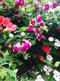 Close-up of pink flowering plants
